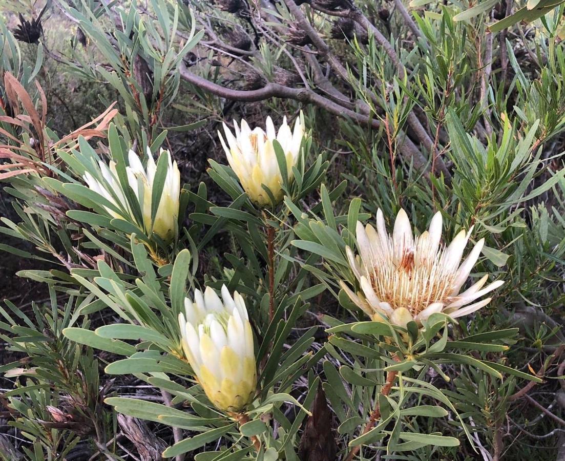 Welbedacht Game & Nature Reserve Tulbagh Exterior foto