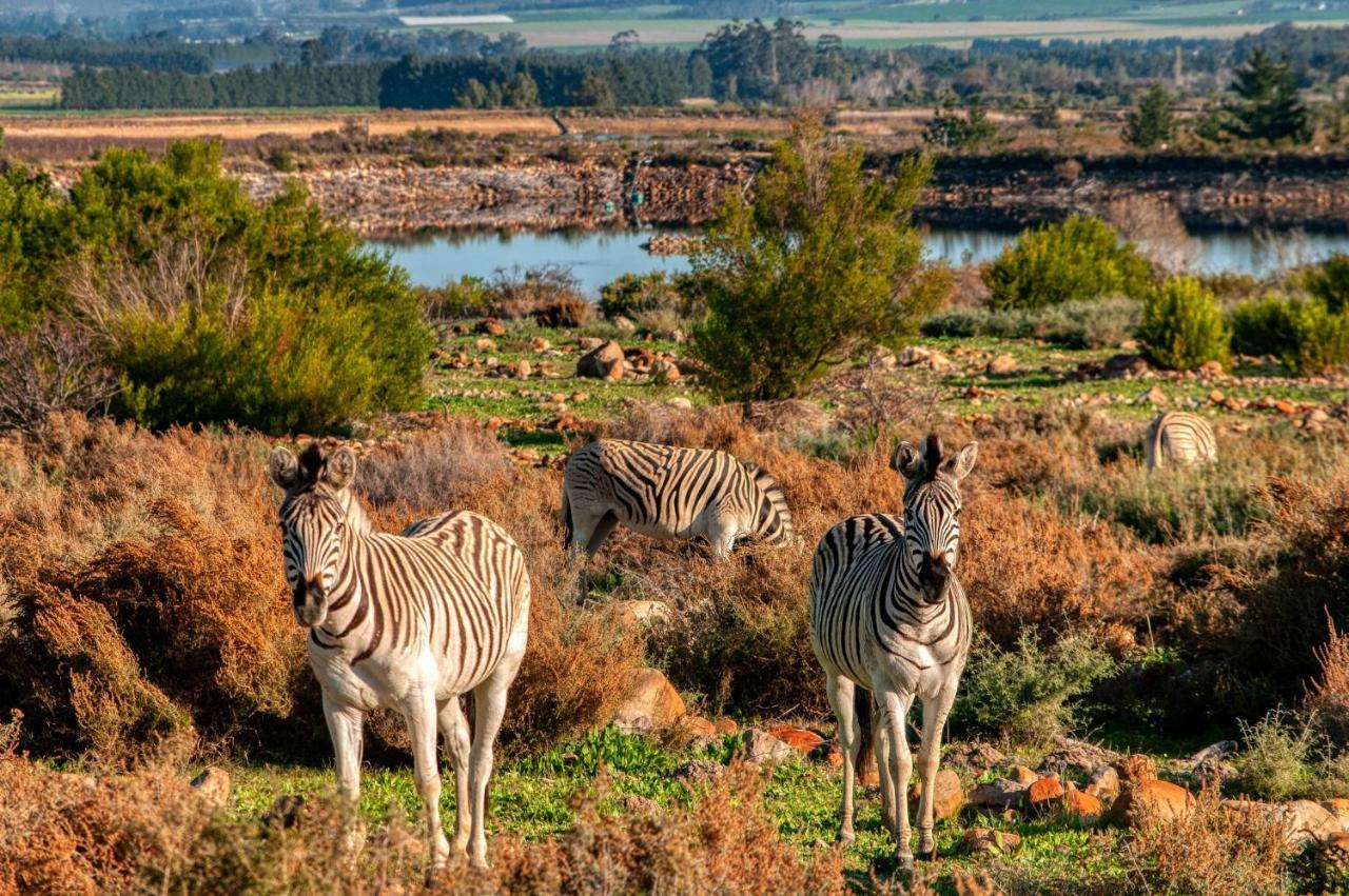 Welbedacht Game & Nature Reserve Tulbagh Exterior foto